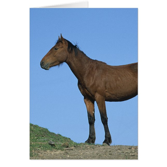 Wild Mustang Horse (Front)