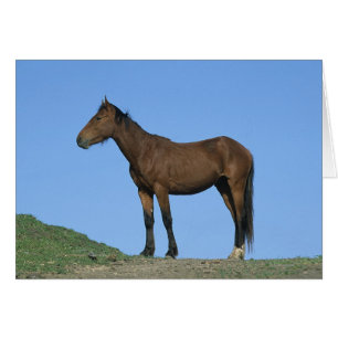 Wild Mustang Horse