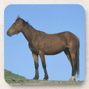 Wild Mustang Horse Coaster