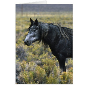Wild Mustang Horse in the Desert