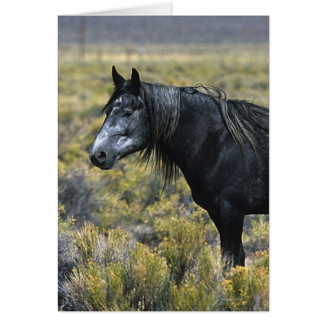 Wild Mustang Horse in the Desert (Front)
