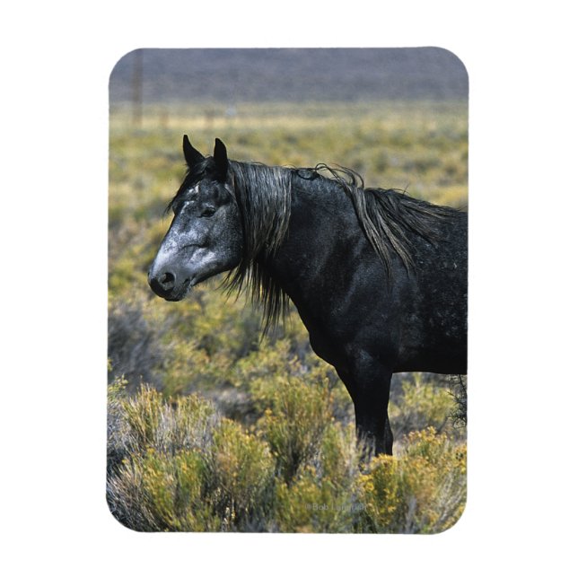 Wild Mustang Horse in the Desert Magnet (Vertical)