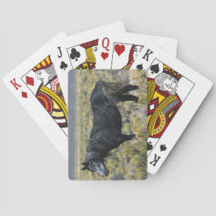 Wild Mustang Horse in the Desert Playing Cards