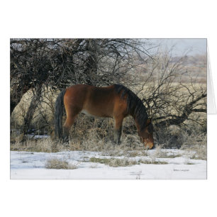 Wild Mustang Horse in the Snow 1