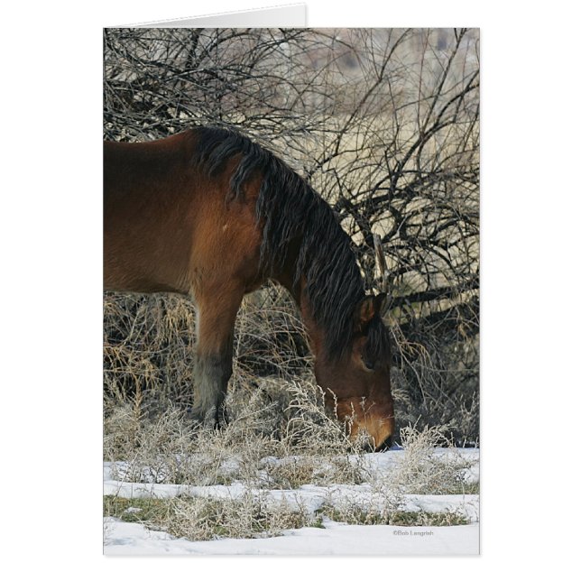 Wild Mustang Horse in the Snow 1 (Front)