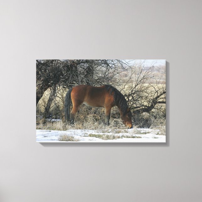 Wild Mustang Horse in the Snow 1 Canvas Print (Front)