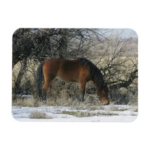 Wild Mustang Horse in the Snow 1 Magnet