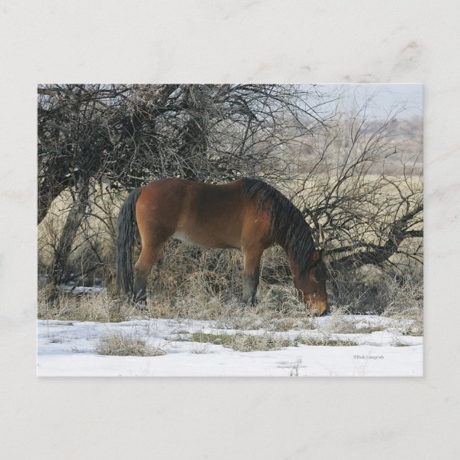 Wild Mustang Horse in the Snow 1 Postcard (Front)