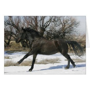 Wild Mustang Horse in the Snow 2
