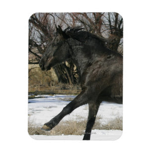 Wild Mustang Horse in the Snow 2 Magnet