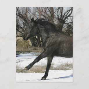 Wild Mustang Horse in the Snow 2 Postcard