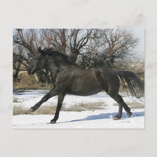 Wild Mustang Horse in the Snow 2 Postcard (Front)