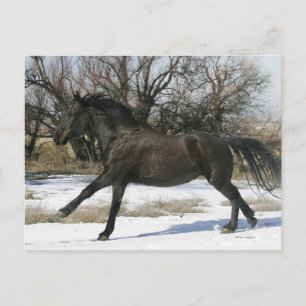Wild Mustang Horse in the Snow 2 Postcard