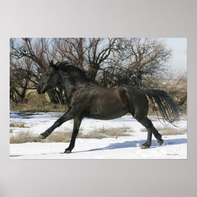 Wild Mustang Horse in the Snow 2 Poster (Front)