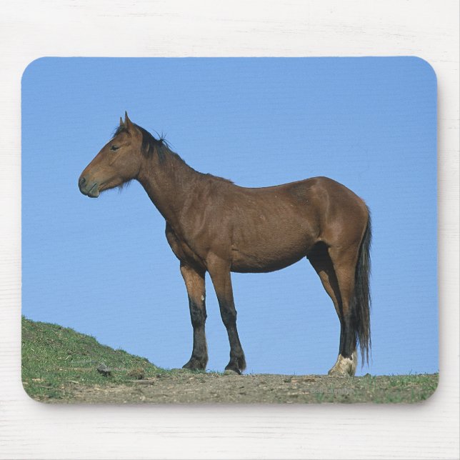 Wild Mustang Horse Mouse Mat (Front)