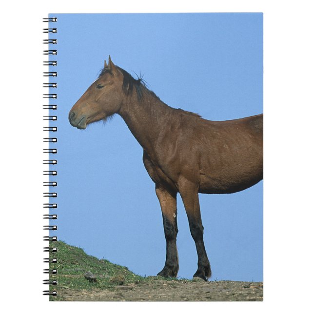 Wild Mustang Horse Notebook (Front)