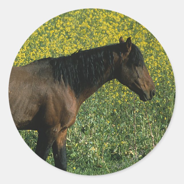 Wild Mustang Horse Standing in Flowers Classic Round Sticker (Front)