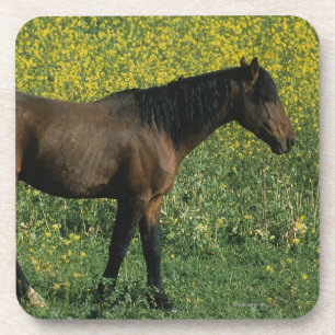Wild Mustang Horse Standing in Flowers Coaster
