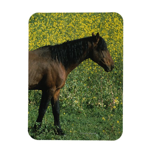 Wild Mustang Horse Standing in Flowers Magnet (Vertical)