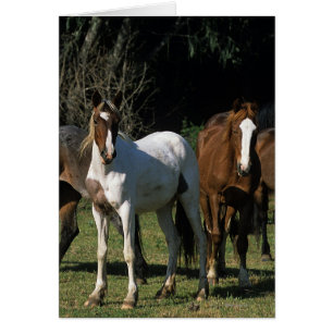 Wild Mustang Horses 1