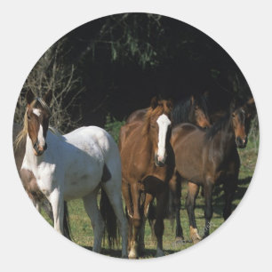 Wild Mustang Horses 1 Classic Round Sticker