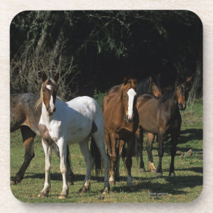 Wild Mustang Horses 1 Coaster