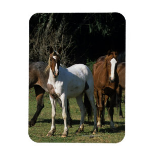 Wild Mustang Horses 1 Magnet