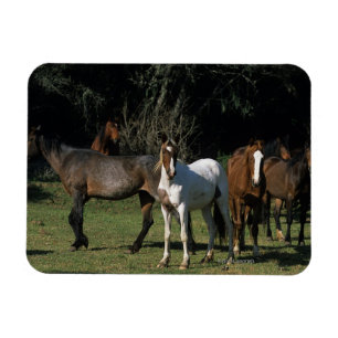 Wild Mustang Horses 1 Magnet