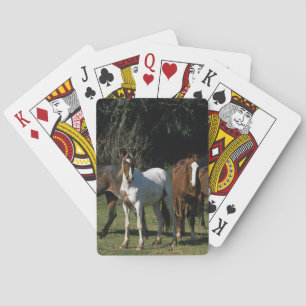 Wild Mustang Horses 1 Playing Cards