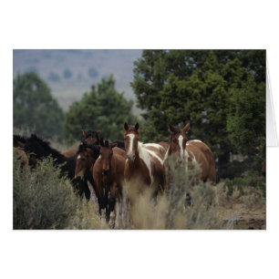 Wild Mustang Horses 2