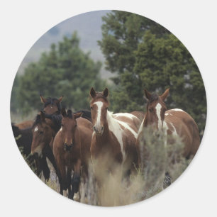 Wild Mustang Horses 2 Classic Round Sticker