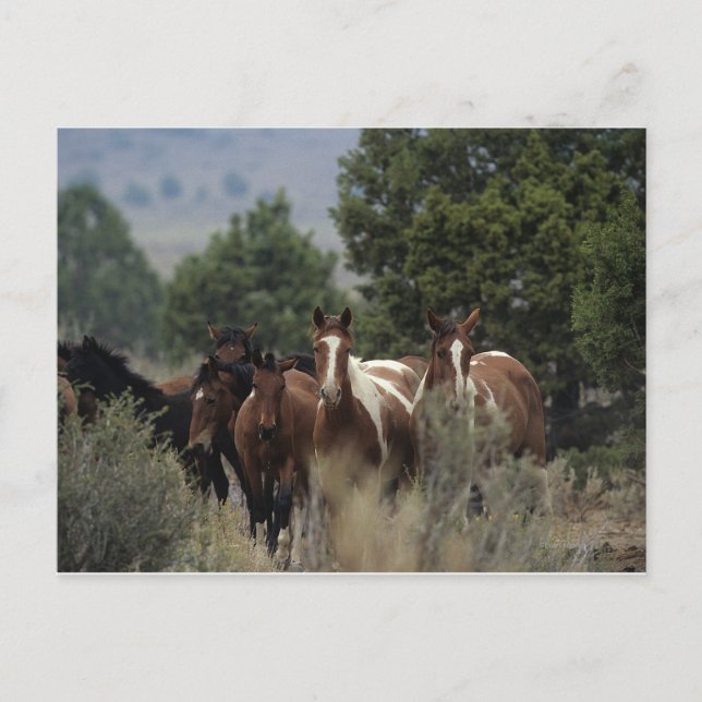 Wild Mustang Horses 2 Postcard (Front)