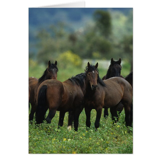 Wild Mustang Horses 3 (Front)