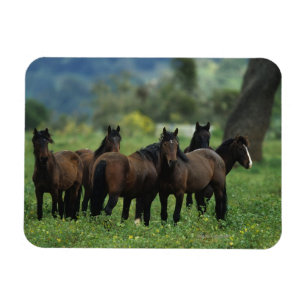 Wild Mustang Horses 3 Magnet