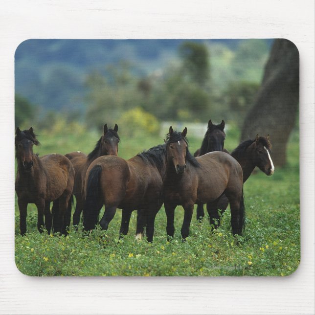 Wild Mustang Horses 3 Mouse Mat (Front)