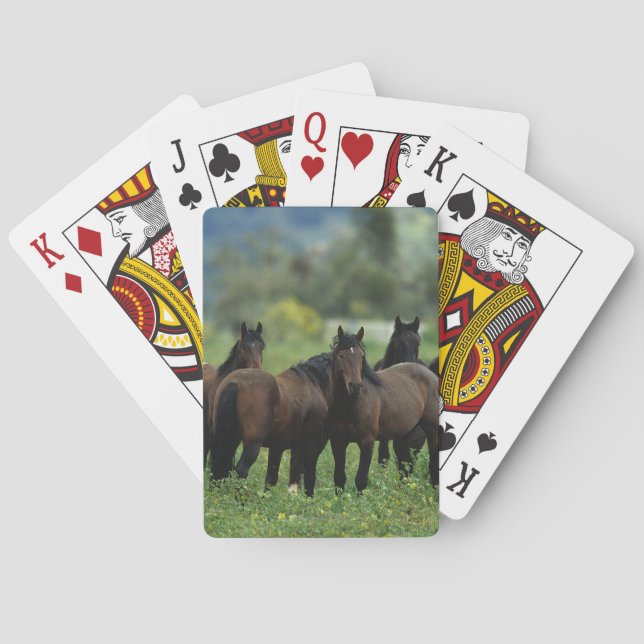 Wild Mustang Horses 3 Playing Cards (Back)