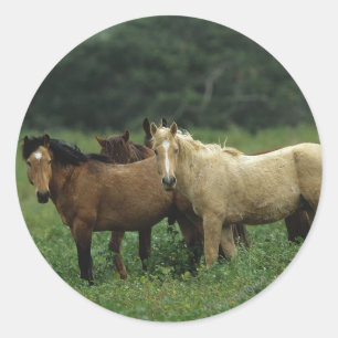 Wild Mustang Horses 4 Classic Round Sticker