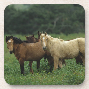 Wild Mustang Horses 4 Coaster