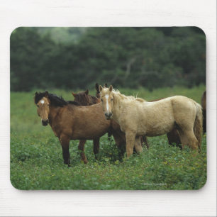 Wild Mustang Horses 4 Mouse Mat