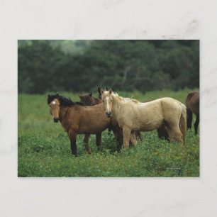 Wild Mustang Horses 4 Postcard