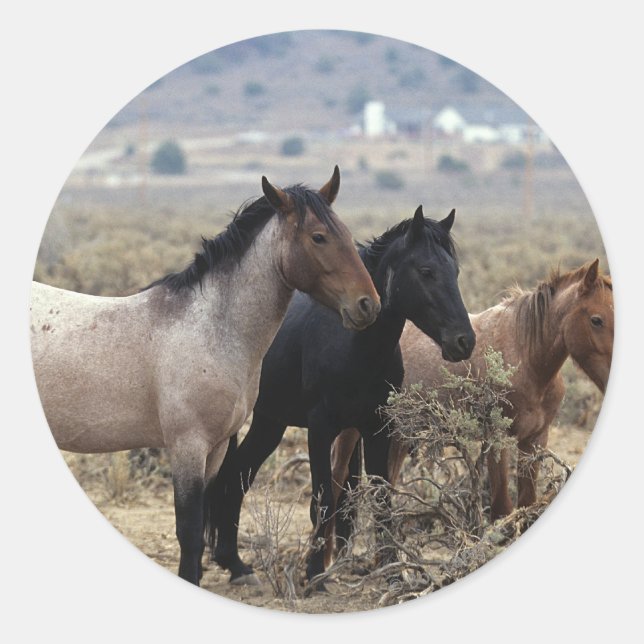 Wild Mustang Horses 5 Classic Round Sticker (Front)