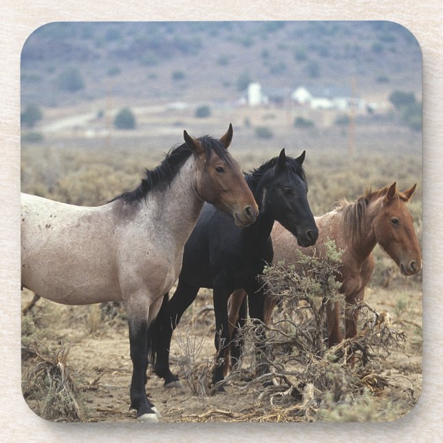 Wild Mustang Horses 5 Coaster (Front)