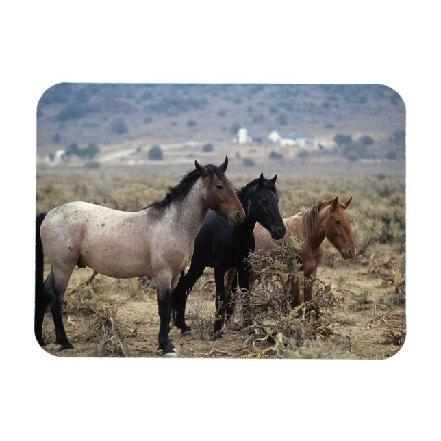 Wild Mustang Horses 5 Magnet (Horizontal)