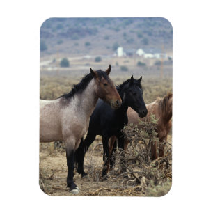 Wild Mustang Horses 5 Magnet