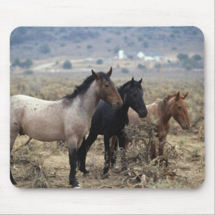 Wild Mustang Horses 5 Mouse Mat