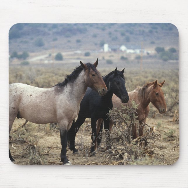 Wild Mustang Horses 5 Mouse Mat (Front)