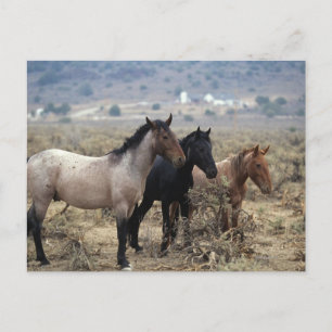Wild Mustang Horses 5 Postcard