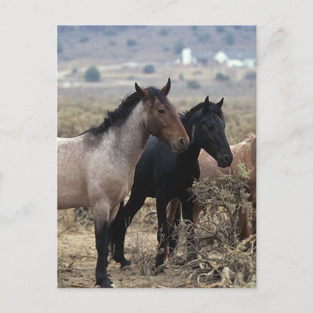 Wild Mustang Horses 5 Postcard (Front)