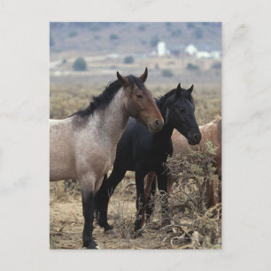 Wild Mustang Horses 5 Postcard
