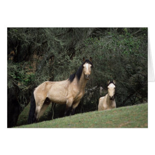 Wild Mustang Horses 6
